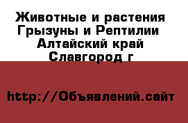 Животные и растения Грызуны и Рептилии. Алтайский край,Славгород г.